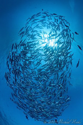 Bigeye Jacks (Caranx sexfasciatus) at the USAT Liberty (B... by Michael Henke 